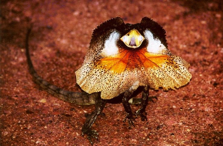 Frill-necked Lizard 